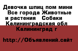 Девочка шпиц пом мини - Все города Животные и растения » Собаки   . Калининградская обл.,Калининград г.